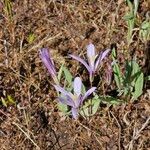 Brodiaea coronaria 花