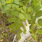 Fraxinus latifolia Leaf