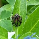 Centaurea montana Flower