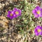 Spergularia rubra花