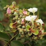 Afzelia bipindensis Flor