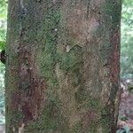 Pouteria grandis Bark