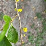 Acacia simplex 花