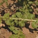 Reseda undata Leaf