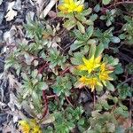Sedum hybridum Flor