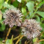 Gaillardia aristata Ffrwyth