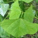 Erythrina amazonica Leaf