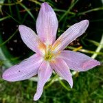 Habranthus robustus Květ