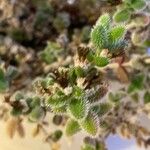 Delosperma echinatum Fruit