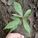 Nectandra megapotamica Hoja