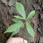 Nectandra angustifolia Folio