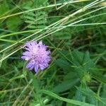 Knautia arvensis花