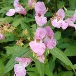 Impatiens glandulifera Virág