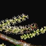 Hieronyma oblonga Flor