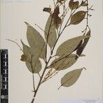 Castanopsis echinocarpa Other