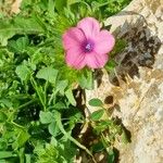 Linum pubescens Λουλούδι