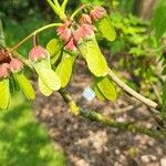 Acer diabolicum Fruit