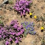 Drosanthemum hispidum Habit