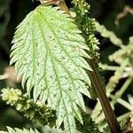 Urtica membranacea Листок