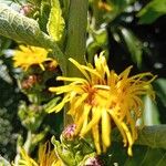 Inula helenium Цветок