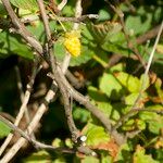 Rubus spectabilis Кора