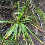 Amianthium muscitoxicum Levél