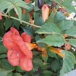 Campsis grandiflora Fula