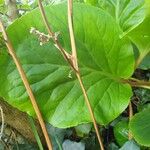 Bergenia crassifolia 葉