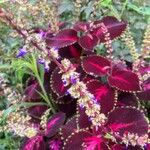 Coleus scutellarioides花