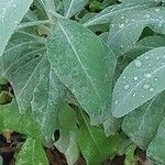 Salvia apiana Blatt