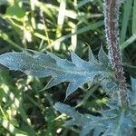 Carthamus caeruleus 葉