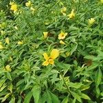 Turnera subulata Flower