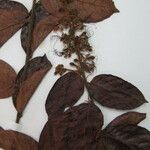 Hirtella paniculata Máis