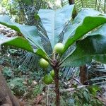 Clavija costaricana Leaf