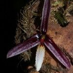 Bulbophyllum leucoglossum