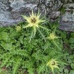 Cirsium spinosissimum Habit