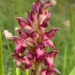 Anacamptis coriophora Květ