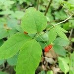 Lonicera canadensis Fruit