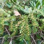 Juniperus macrocarpa Flower