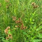 Juncus torreyi Leaf