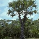 Hyphaene compressa Habitat