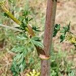 Peucedanum alsaticum Bark