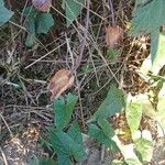 Calystegia sepium Fruit