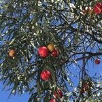 Acacia salicina Fruit