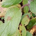 Borago officinalis Leaf