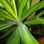 Yucca elephantipes Yaprak