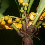 Clavija costaricana Fruit