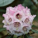 Rhododendron arizelum Flower