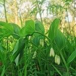 Polygonatum odoratumFlower