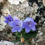 Campanula forsythii 花